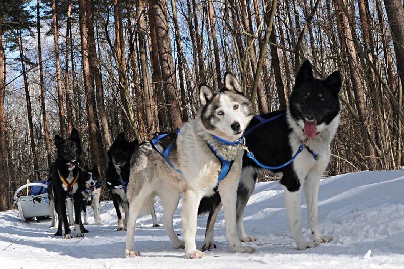 Northern Kennel изображение номер 6